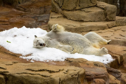 Flake Ice: Making Animals Feel at Home