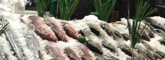 Keeping Seafood Cold and Fresh with Flake Ice
