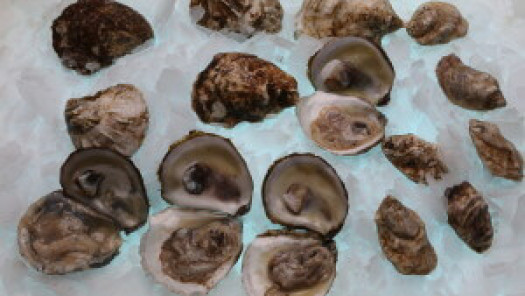 New Directive Mandates Rapid Cooling for Oysters