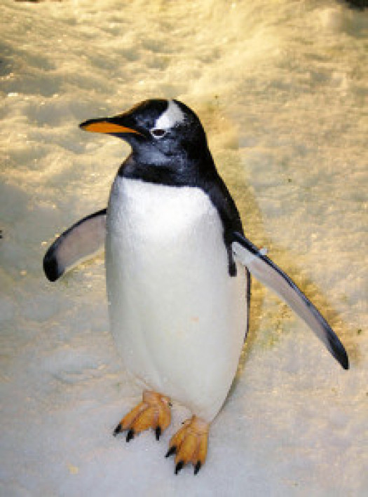 Supplying Flake Ice to Zoos and Aquariums