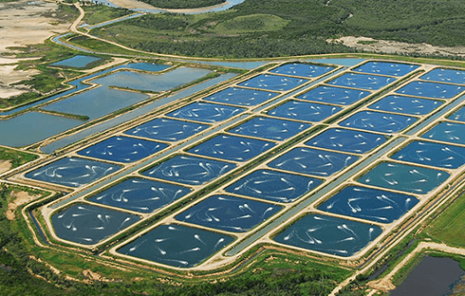 Flake Ice for Aquaculture