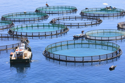 Aquaculture: How Much Seafood is Produced by Aquaculture?