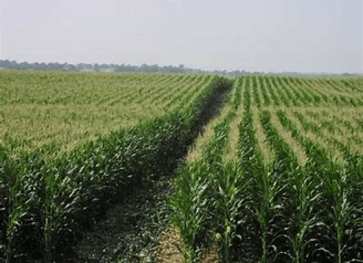 Flake Ice For Food Processing Industry: Vegetable Produce Farmers