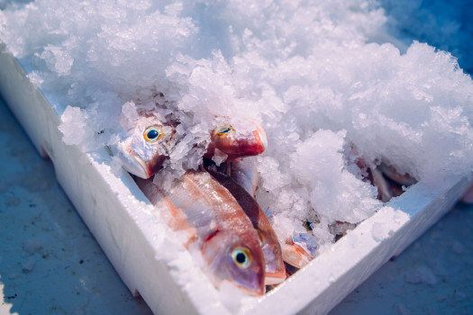 Cold Chain Supply: The Role Ice Plays