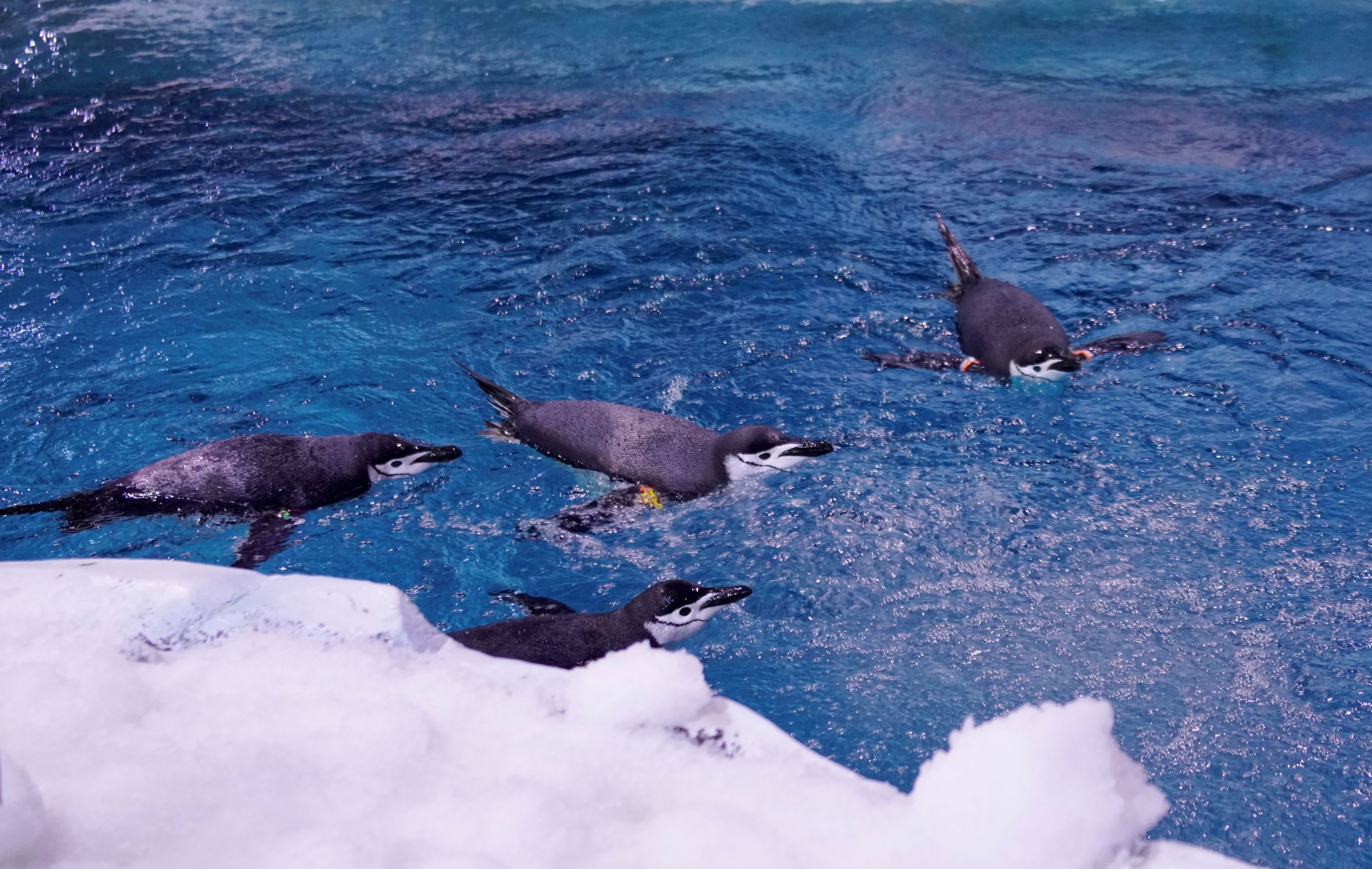 Polar Ice Tray - Polar Animals Series (Antarctic Blue)