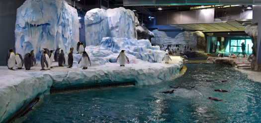 We’re Celebrating World Penguin Day