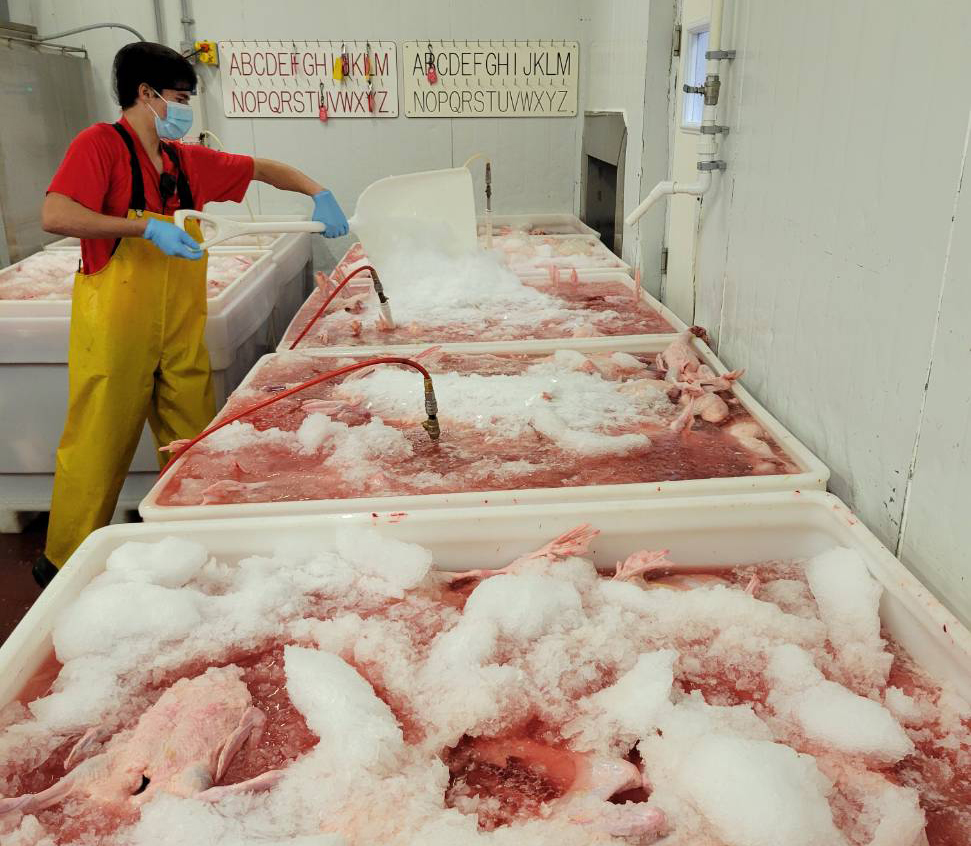 Poultry_Icebath