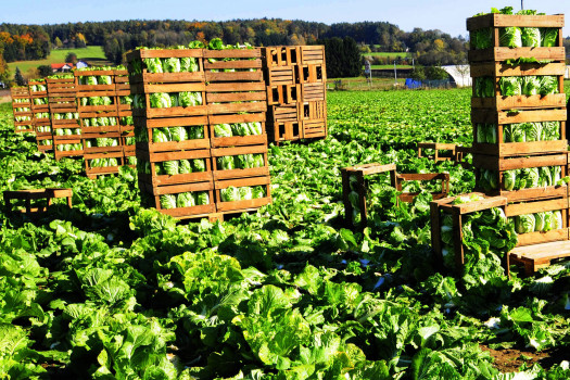 The Importance of Flake Ice for Farmers During Fall Harvest